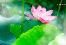 抒情散文：初相识，似故人|搜美文(汇聚美文)-美文摘抄