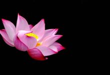 抒情散文：与荷，在这个季节相遇|搜美文(汇聚美文)-美文摘抄