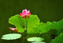 抒情散文：人生系红尘，几多明媚几多愁|搜美文(汇聚美文)-美文摘抄