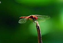 感悟生活：香幽幽，情悠悠|搜美文(汇聚美文)-美文摘抄