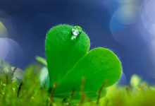 抒情散文：你的世界，有我片刻|搜美文(汇聚美文)-美文摘抄