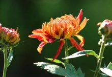 抒情散文：人淡如菊，情浓如诗|搜美文(汇聚美文)-美文摘抄
