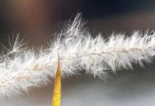 抒情散文：多少往事烟雨中，一份懂得在心田|搜美文(汇聚美文)-美文摘抄