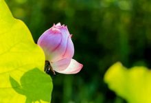抒情散文：剪一段记忆，放在最美的角落|搜美文(汇聚美文)-美文摘抄