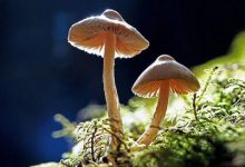 抒情散文：念，起于流年|搜美文(汇聚美文)-美文摘抄
