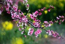 抒情散文：一指流年，千树花开|搜美文(汇聚美文)-美文摘抄