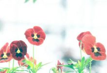 抒情散文：珍珠开花为情缘|搜美文(汇聚美文)-美文摘抄