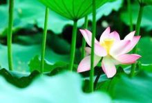 感悟生活：做事先做人，当官一阵子，做人一辈子|搜美文(汇聚美文)-美文摘抄