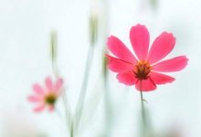 抒情散文：娴静|搜美文(汇聚美文)-美文摘抄