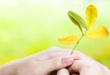 抒情散文：桃花浅浅，流年为你|搜美文(汇聚美文)-美文摘抄
