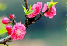 抒情散文：不负春光，不负你|搜美文(汇聚美文)-美文摘抄