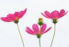 抒情散文：一寸光阴，一岁心|搜美文(汇聚美文)-美文摘抄