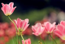 抒情散文：有一种情深，是一生静静陪你走|搜美文(汇聚美文)-美文摘抄