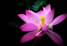 抒情散文：我是我，这世上不一样的烟火|搜美文(汇聚美文)-美文摘抄