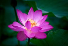 抒情散文：君在天涯，怎知我的思念已成花|搜美文(汇聚美文)-美文摘抄