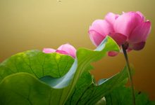 抒情散文：三月的相思|搜美文(汇聚美文)-美文摘抄