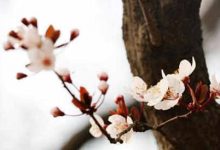 抒情散文：阳春三月，与花有约|搜美文(汇聚美文)-美文摘抄