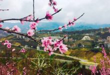 抒情散文：我心安处风起舞|搜美文(汇聚美文)-美文摘抄