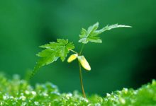 抒情散文：说好的三生三世，如今已沧海桑田|搜美文(汇聚美文)-美文摘抄