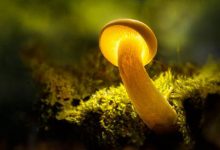 感悟生活：人的一生，有一个尊严|搜美文(汇聚美文)-美文摘抄