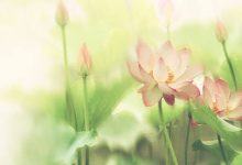 抒情散文：撷一缕花香，春天里行走|搜美文(汇聚美文)-美文摘抄