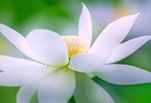 抒情散文：一帛花信|搜美文(汇聚美文)-美文摘抄