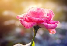 抒情散文:一缕余香为己留|搜美文(汇聚美文)-美文摘抄
