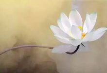 抒情散文:等你,在七月莲花盛开的烟雨江南|搜美文(汇聚美文)-美文摘抄