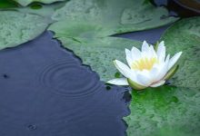 感悟生活：一个人，丢了什么也有能丢了人品|搜美文(汇聚美文)-美文摘抄