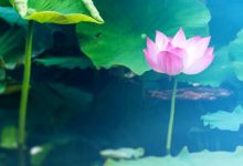 抒情散文：携一缕阳光，安放在日子里|搜美文(汇聚美文)-美文摘抄