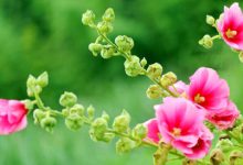 抒情散文:择一人,守一城,爱一生|搜美文(汇聚美文)-美文摘抄